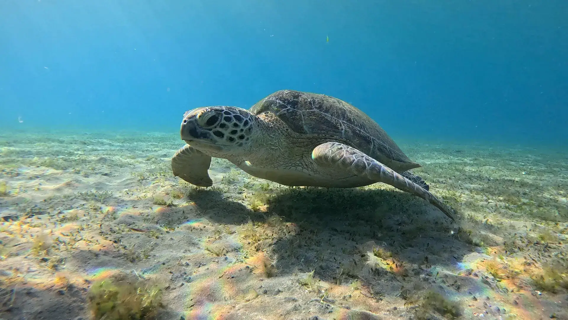 Sea turtle in the Red Sea near Hurghada