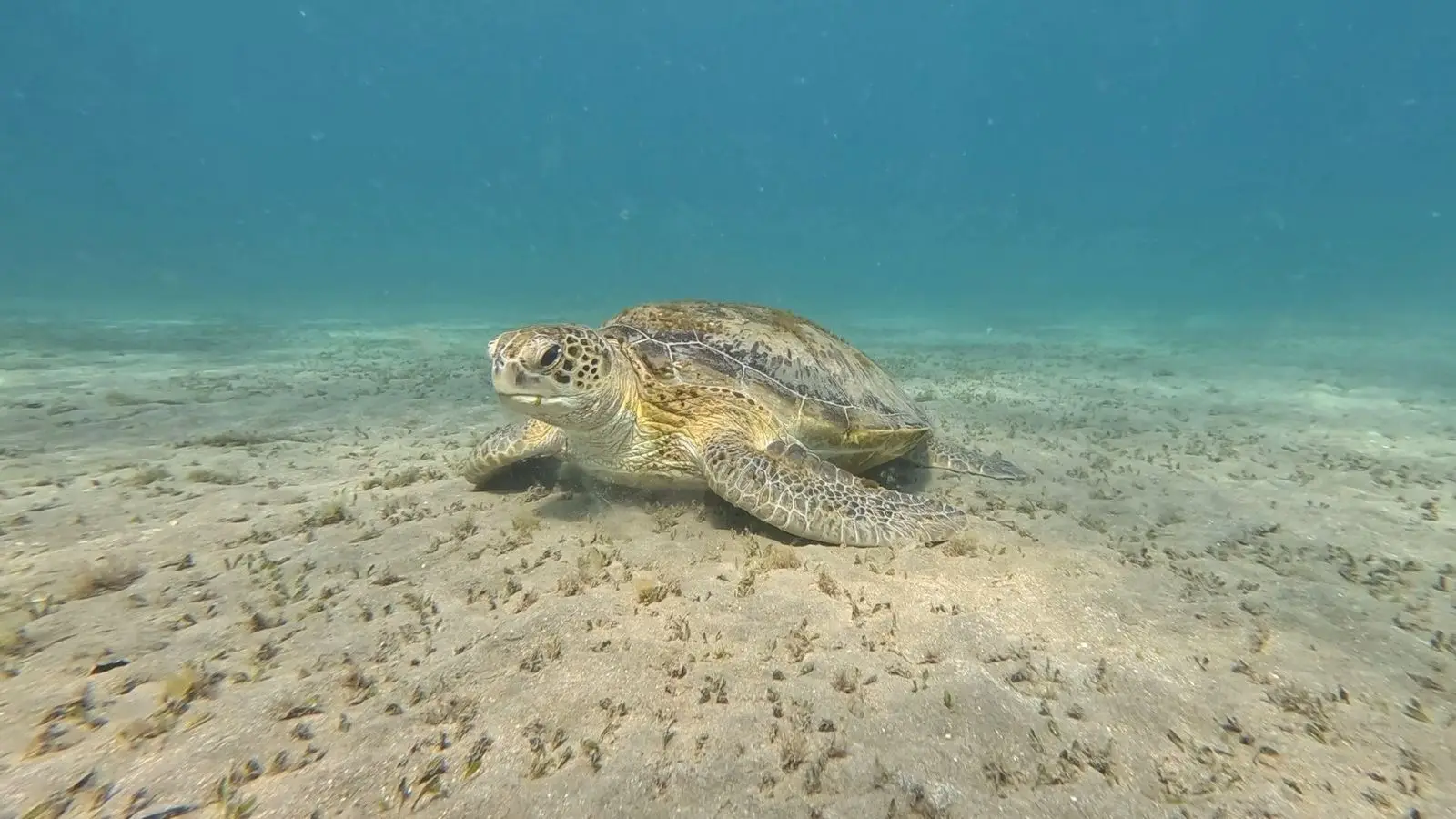Sea turtle while snorkeling in Abu Dabbab