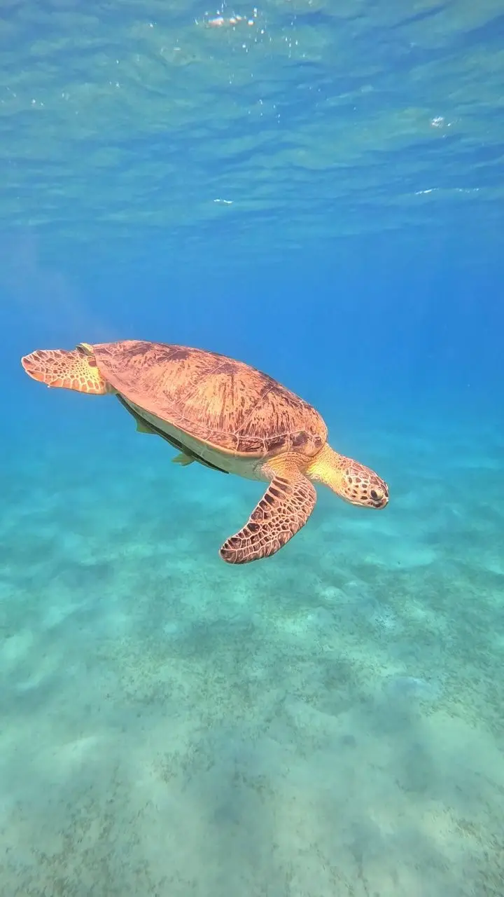 Sea turtle while snorkeling in Abu Dabbab