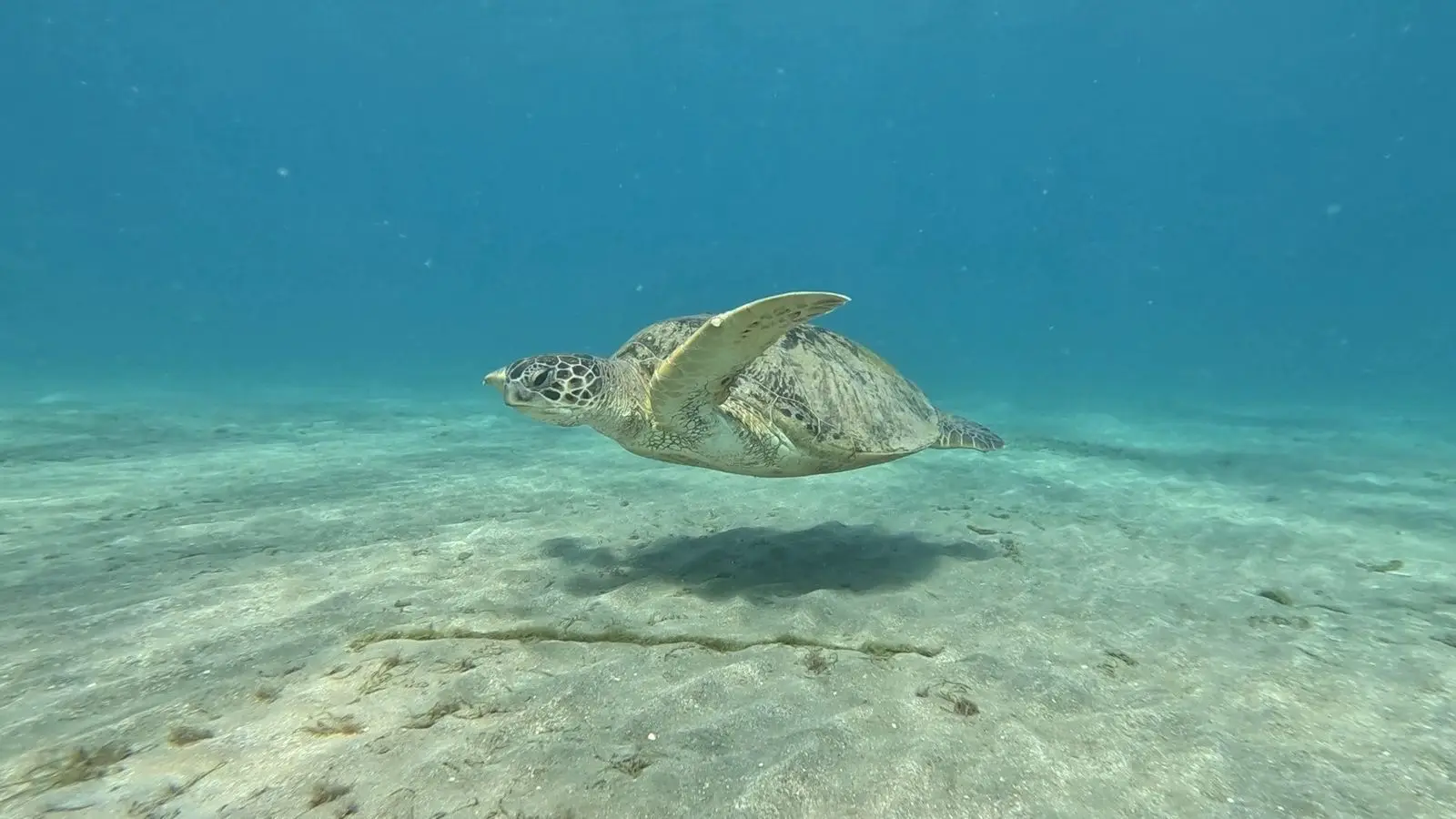 Sea turtle while snorkeling in Abu Dabbab