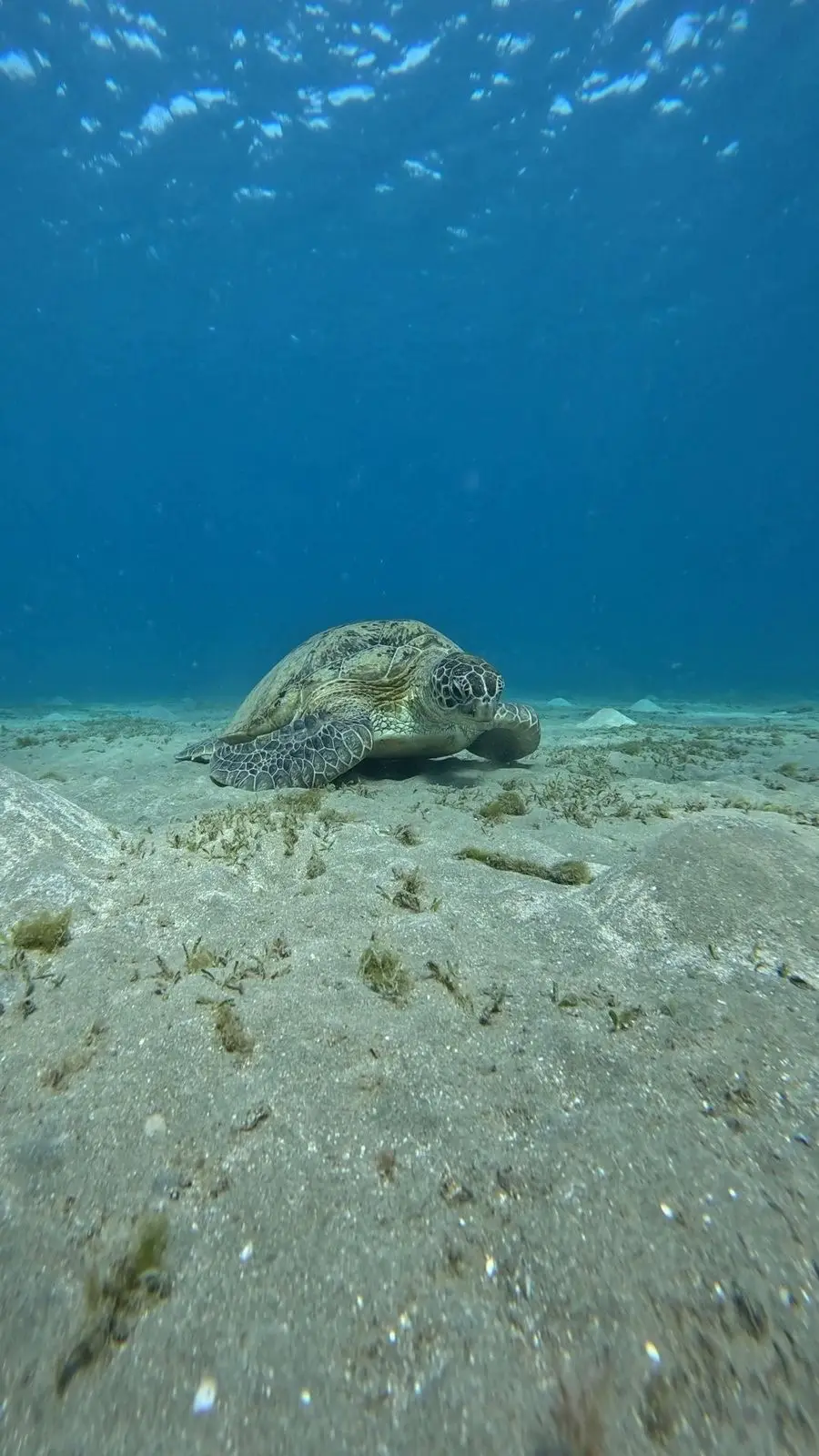Sea turtle while snorkeling in Abu Dabbab