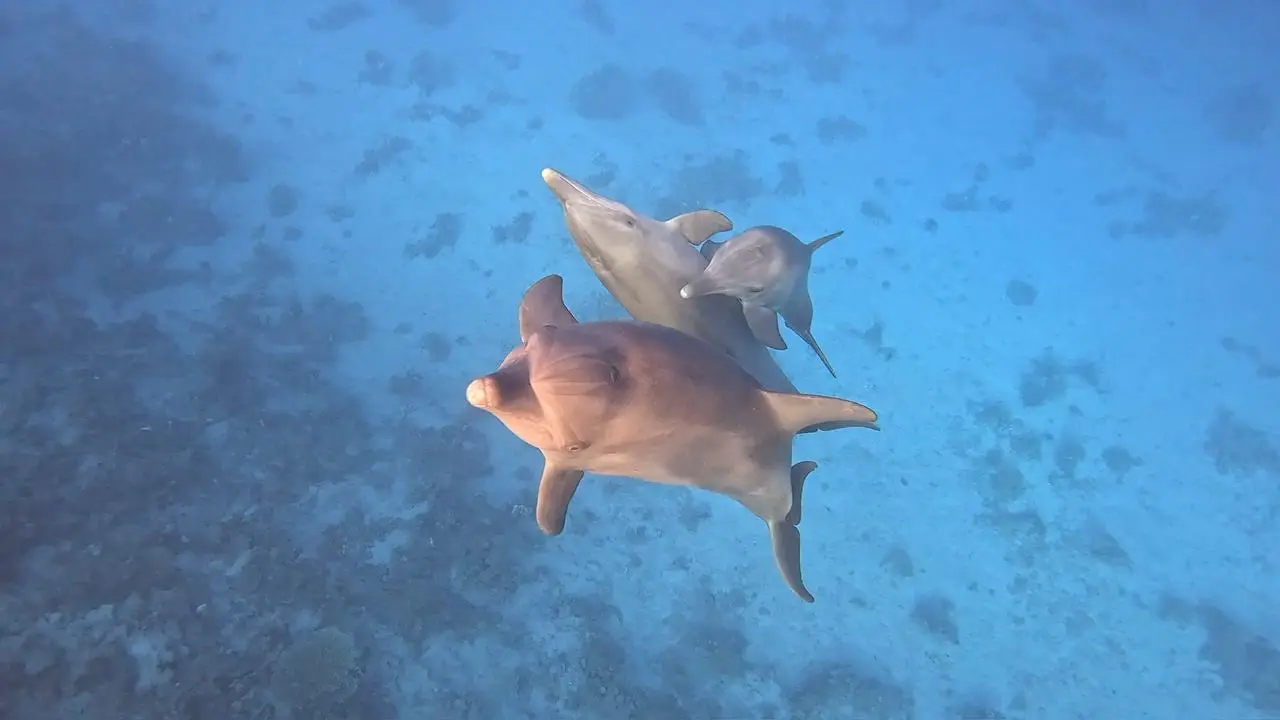 Dolphins in the open Red Sea