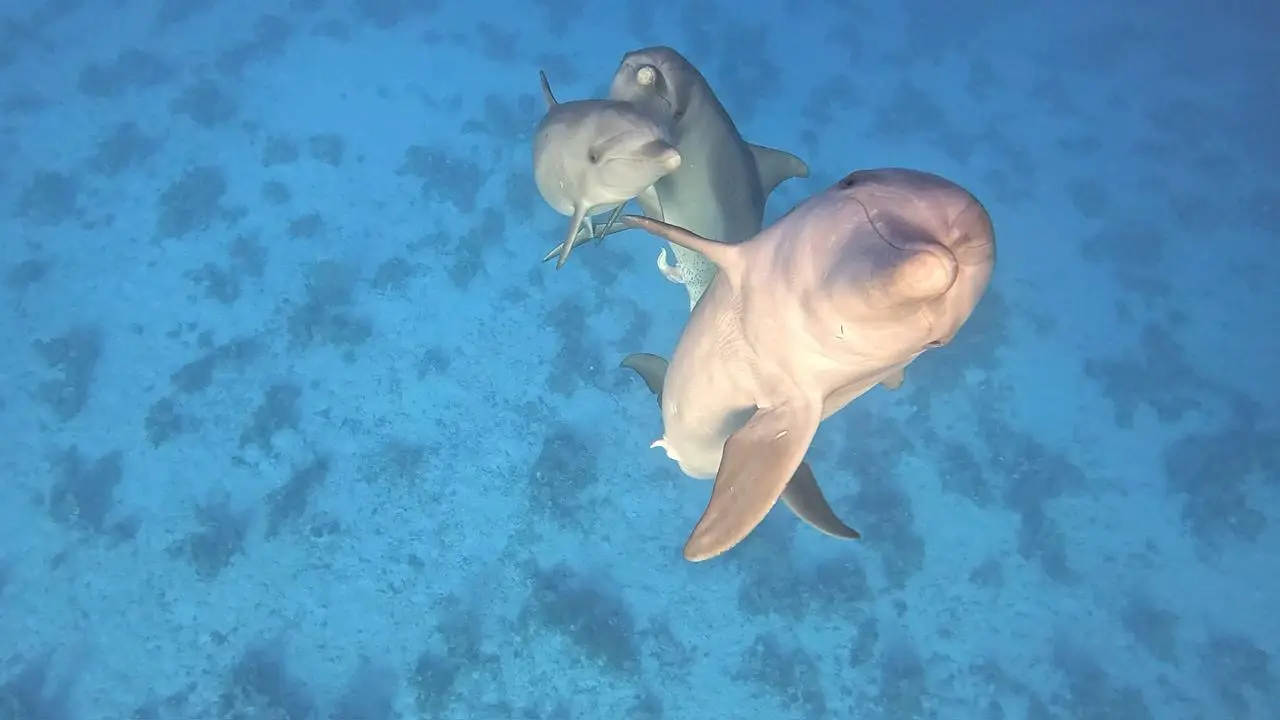 Dolphins in the open Red Sea