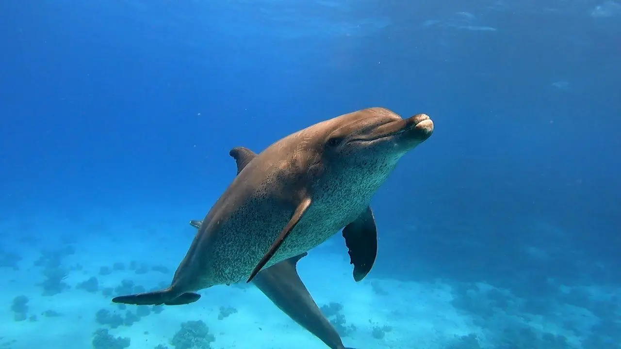 Dolphins in the open Red Sea