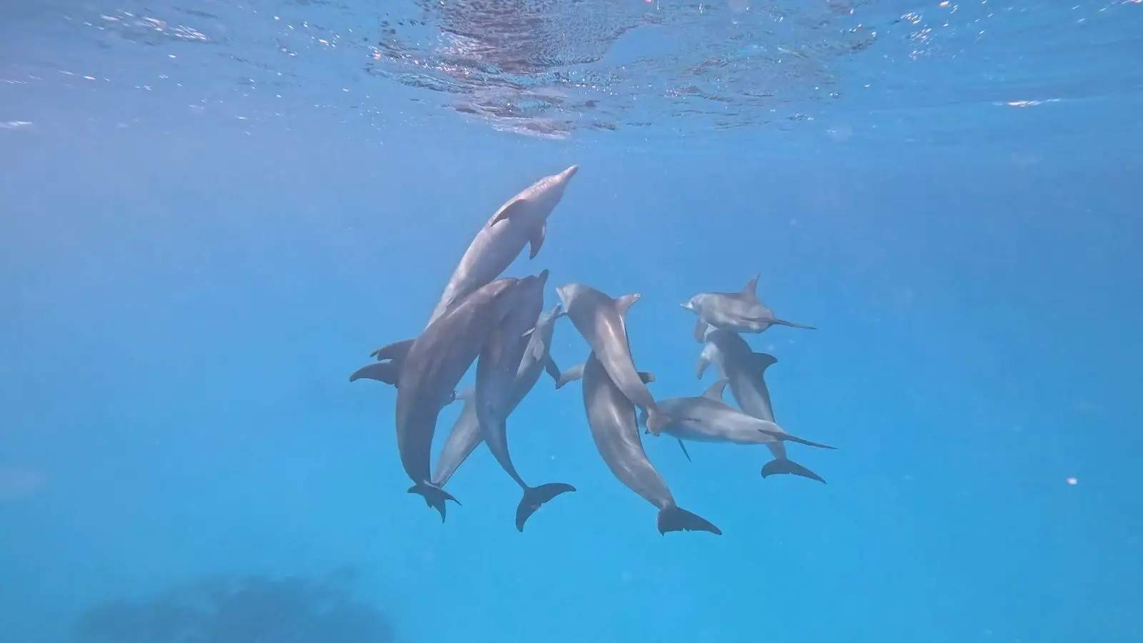 Dolphins in the open Red Sea