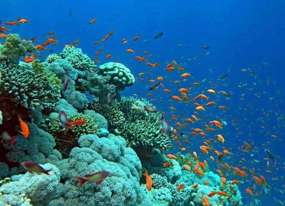 Schnorchler in der geschützten Bucht von Sharm El Naga