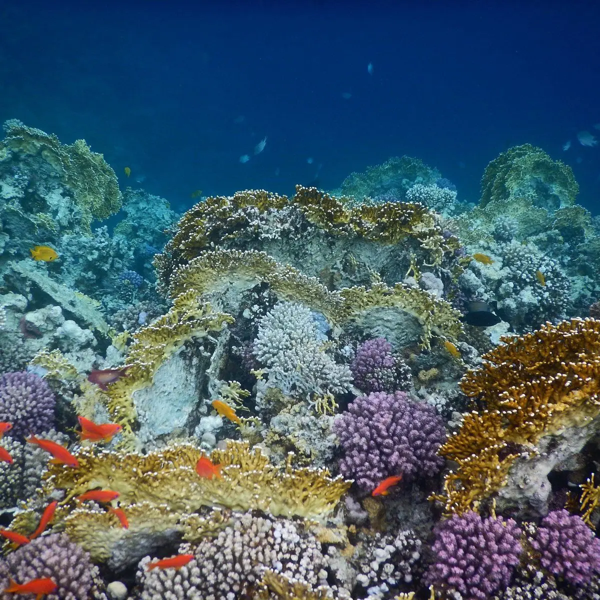 Schnorchler in der geschützten Bucht von Sharm El Naga